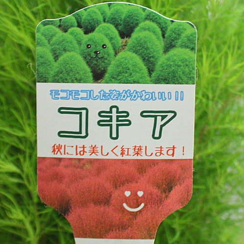 ほうき草 ホウキソウ コキア 鉢植え 色の変化をお楽しみください Kokia クロスリースタイル 通販 Yahoo ショッピング