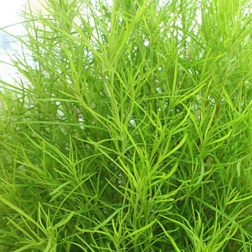 ほうき草 ホウキソウ コキア 鉢植え 色の変化をお楽しみください Kokia クロスリースタイル 通販 Yahoo ショッピング