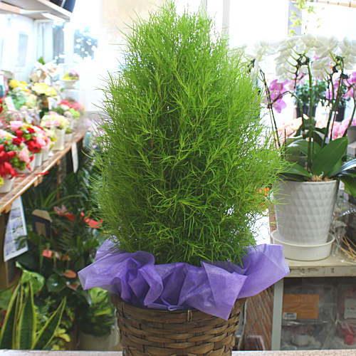 ほうき草 ホウキソウ コキア 鉢植え 色の変化をお楽しみください Kokia クロスリースタイル 通販 Yahoo ショッピング