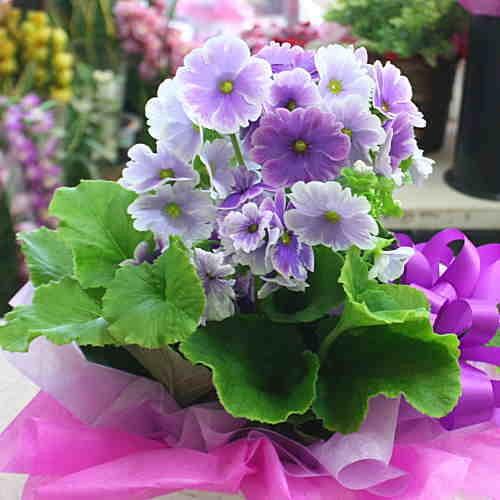 春の鉢花 プリムラ オブコニカ 5号鉢植え 籐かご付き 紫色 Obuko B クロスリースタイル 通販 Yahoo ショッピング