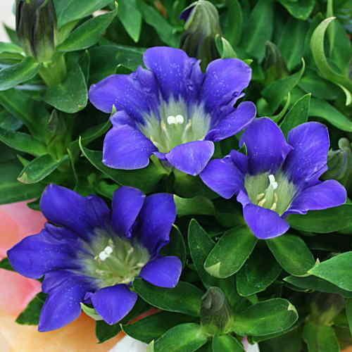 りんどう（リンドウ）鉢植え 「誠」 籐かご付き 敬老の日ギフト 季節の