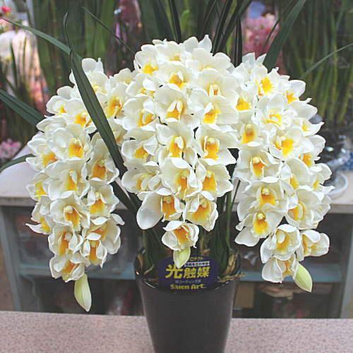 ☆シンビジューム☆☆アーチ型7号鉢☆2 〜5F☆ ☆シンビジューム☆CYM 'レイジェンヌ'☆アーチ型☆陶器7号鉢☆5F