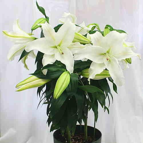 カサブランカ 21春夏新作 花 蕾 付き 誕生日プレゼントやお中元花ギフト ユリの大きな白い花と香りを楽しんで下さい 鉢植え お供え