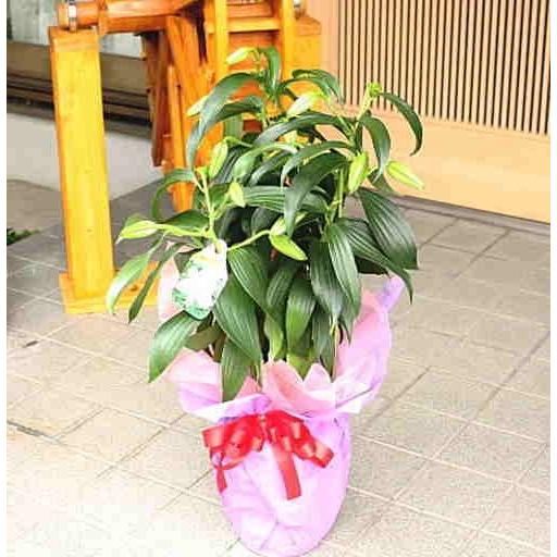 カサブランカ 21春夏新作 花 蕾 付き 誕生日プレゼントやお中元花ギフト ユリの大きな白い花と香りを楽しんで下さい 鉢植え お供え