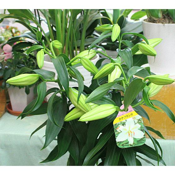 カサブランカ 21春夏新作 花 蕾 付き 誕生日プレゼントやお中元花ギフト ユリの大きな白い花と香りを楽しんで下さい 鉢植え お供え
