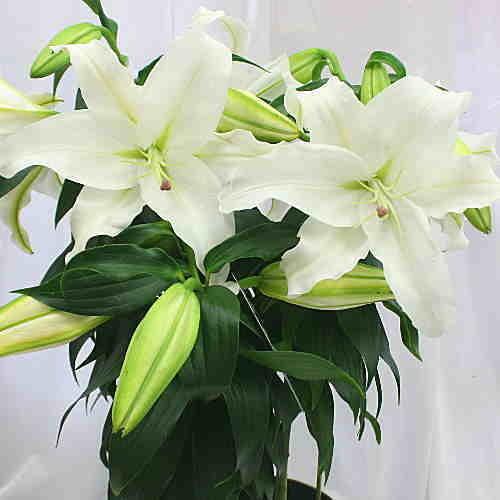 カサブランカ 21春夏新作 花 蕾 付き 誕生日プレゼントやお中元花ギフト ユリの大きな白い花と香りを楽しんで下さい 鉢植え お供え