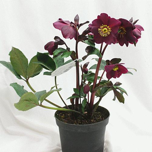 受賞店舗 クリスマスローズ鉢植え 開花株 氷の薔薇 アーリーレッド 6号鉢植え 現品お届けd1 新版 Turningheadskennel Com