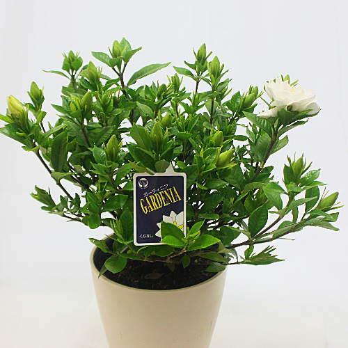 ガーデニア 白い花 苔付き くちなし鉢植え（クチナシガーデニア）白い上品な花と香り 【※花