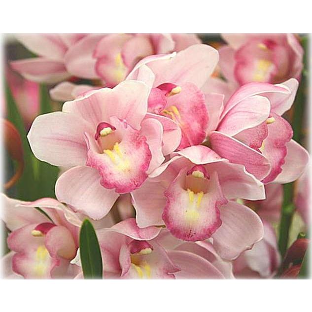 シンビジューム シンビジウム 鉢植え 4本立ち ピンク色系 誕生日プレゼントや開店などのお祝い花ギフト Aiko5 クロスリースタイル 通販 Yahoo ショッピング