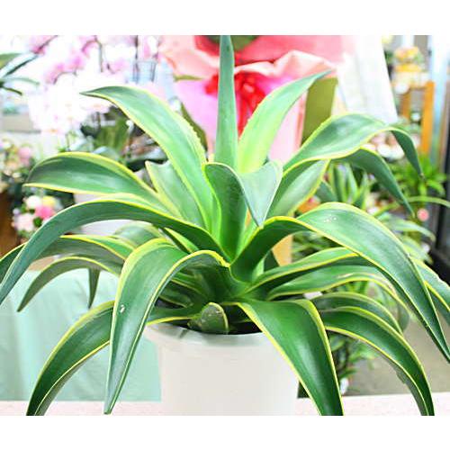 アカベ リュウゼツラン 鉢植え 観葉植物 : クロスリースタイル アカベ リュウゼツラン 鉢植え 観葉植物 : クロスリースタイル