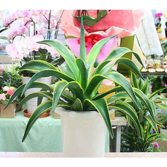 アカベ リュウゼツラン 鉢植え 観葉植物 : クロスリースタイル - 通販