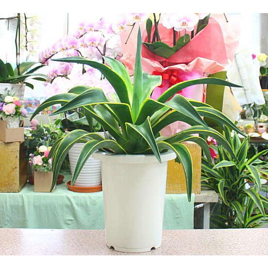 アガベ　リュウゼツラン　オシャレ鉢付き hgl40_agave_1.jpg