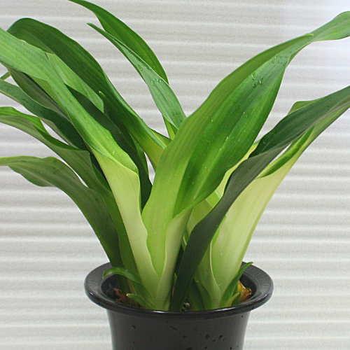 オモト／万年青 “あけぼの宗石” 5.5号鉢植え akebonosousekiクロスリースタイル 通販 Yahoo!ショッピング
