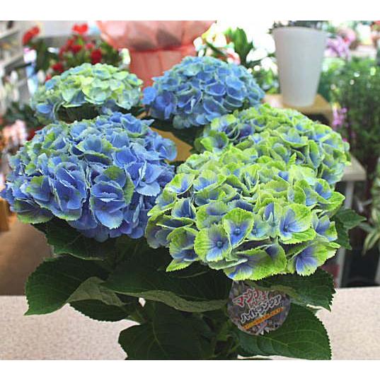 あじさい 鉢植え ブルー・パープル 色の変わる「マジカルアメジスト」5
