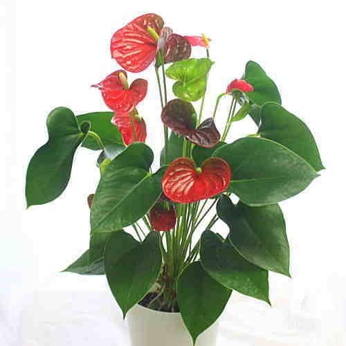 お中元 開店祝い 誕生日プレゼントに長持ちする花 ギガランキングｊｐ