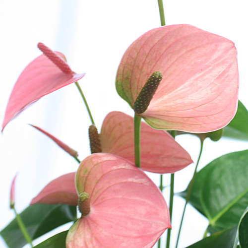 アンスリウム アンスリューム ピンク色の花 6号鉢植え お中元 ギフト お祝い 花 プレゼント Ansu Pinku 6 クロスリースタイル 通販 Yahoo ショッピング