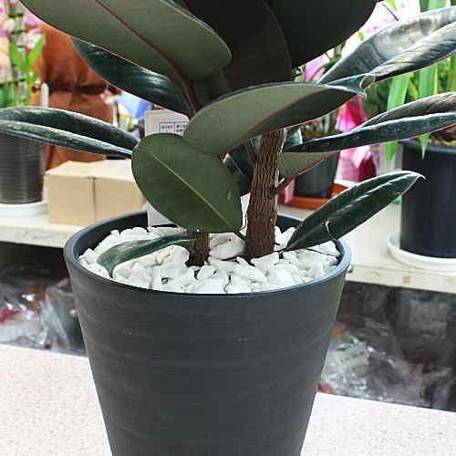 観葉植物 フィカス：バーガンディ 7号鉢植え 葉が赤黒味を帯び鮮やかな