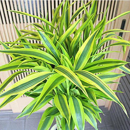 ミリオンバンブー ラッキーバンブー お洒落な編み込みタイプ 7号鉢植え