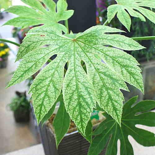 ヤツデ（八手）鉢植え 斑入り紬絞り（ツムギシボリ）縁起のよい植物