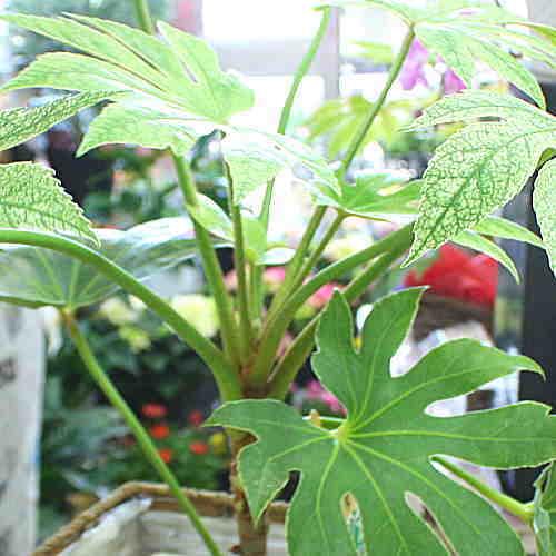 ヤツデ（八手）鉢植え 斑入り紬絞り（ツムギシボリ）縁起のよい植物