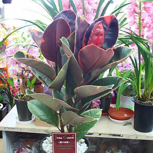 観葉植物 フィカス ベリーズ 7号鉢植え 珍しい葉っぱの色でコントラストが美しいゴムの木 80サイズ Berizu7 クロスリースタイル 通販 Yahoo ショッピング