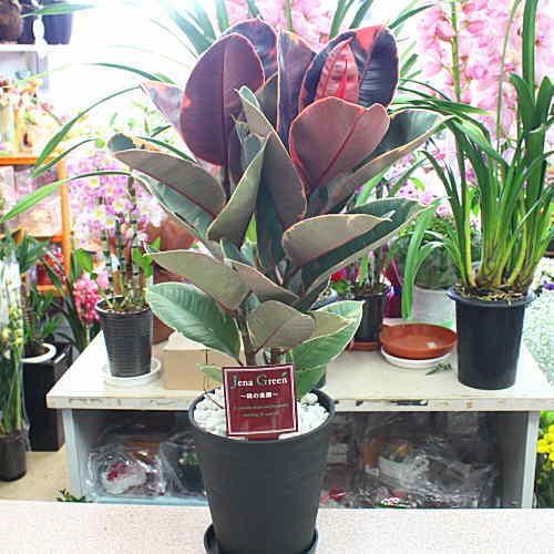 ゴムの木曲がりフィカスベリーズ赤ゴム5 ゴムの木曲がりフィカスベリーズ赤