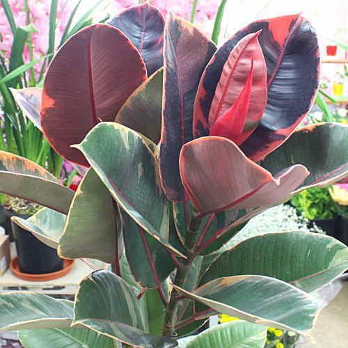 観葉植物 フィカス：ベリーズ 7号鉢植え 珍しい葉っぱの色で