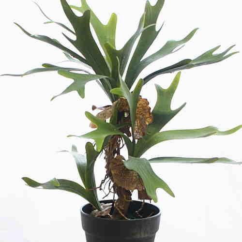 ビカクシダ（コウモリラン）鉢植え 人工観葉植物（造花） : クロスリー 