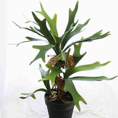 鉢植え　コウモリラン　ビカクシダ　大株 dショッピング |コウモリラン（立性） 8号 セラアート鉢 黒色