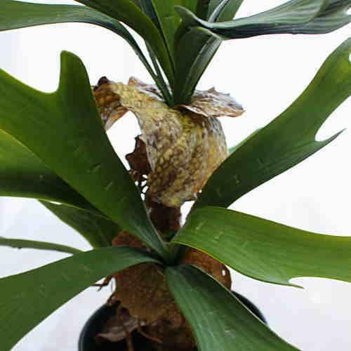観葉植物ビカクシダ Amazon｜ビカクシダ(コウモリラン)品種：ビーチー 5号吊り鉢【品種で