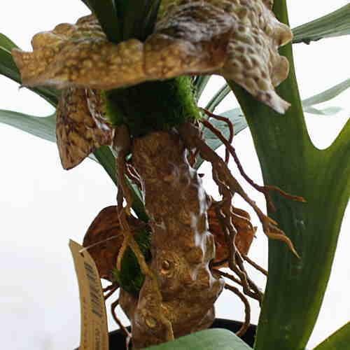 観葉植物ビカクシダ Amazon｜ビカクシダ(コウモリラン)品種：ビーチー 5号吊り鉢【品種で