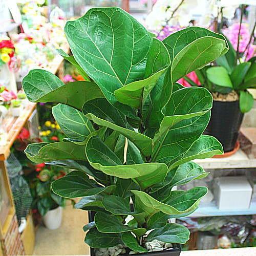 観葉植物 カシワバゴム：バンビーノ 6号鉢植え 珍しい葉っぱが美しい