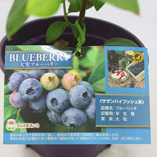 ブルーベリー （苗木）鉢植え 大粒系 サザンハイブッシュ系：ブルー