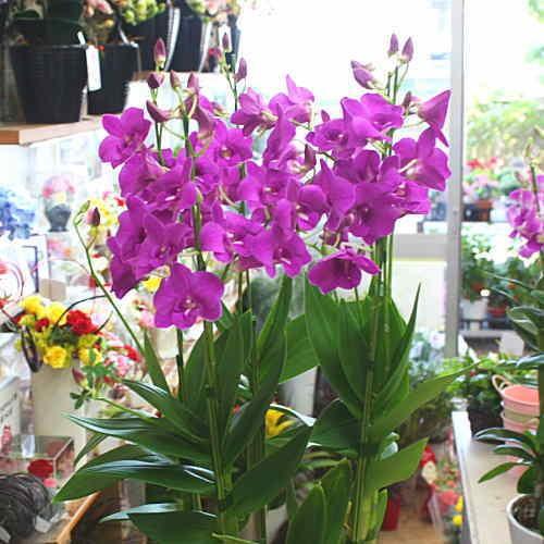 蘭の花 デンファレ 鉢植え 濃いピンク系 5本立て お祝い花ギフト・誕生