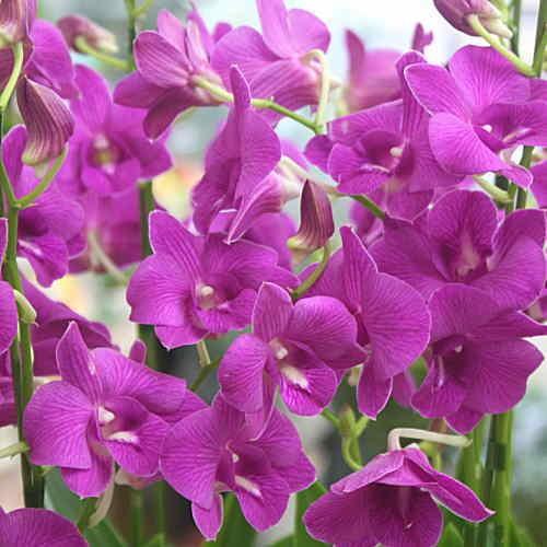 蘭の花 デンファレ 鉢植え 濃いピンク系 5本立て お祝い花ギフト・誕生