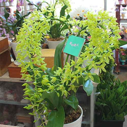グラマトフィラム「ハート型」夏の恋人 珍しい色の蘭の花 陶器鉢植え