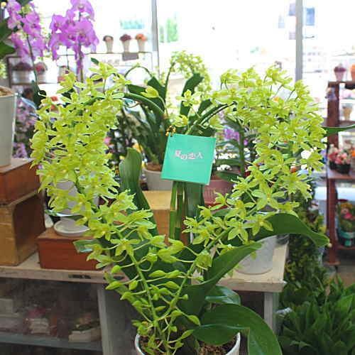 グラマトフィラム「ハート型」夏の恋人 珍しい色の蘭の花 陶器鉢植え