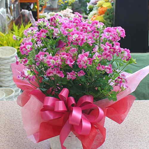 ペラルゴニウム グランパッソ 4.5号鉢植え 籐かご付き 【花 ギフト