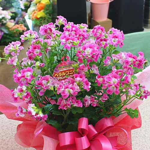ペラルゴニウム グランパッソ 4.5号鉢植え 籐かご付き 【花 ギフト