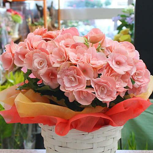 贈る鉢植え 花ギフト リーガースベゴニア ピンク色 5号かご付き 誕生日