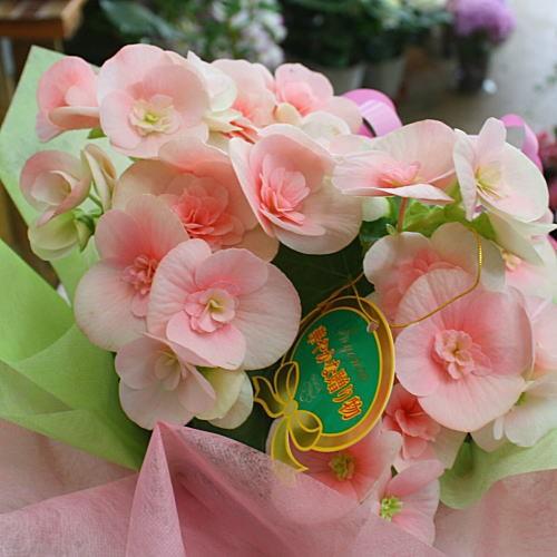 贈る鉢植え 花ギフト リーガースベゴニア ピンク色 5号かご付き 誕生日