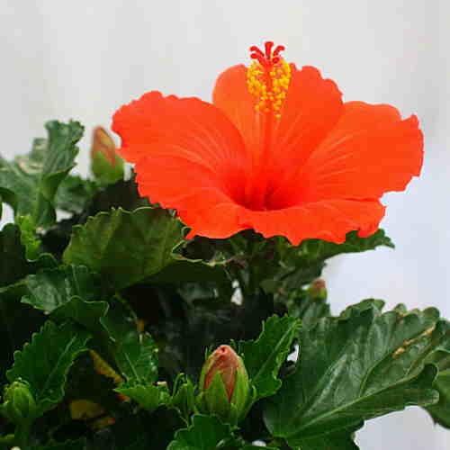 ハイビスカス 鉢植え 5号サイズ 赤系 トロピカルフラワー夏の赤い大きな花 Haibisikaksu 6 Red クロスリースタイル 通販 Yahoo ショッピング