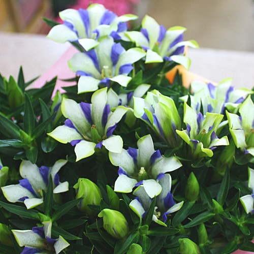 季節の鉢植え リンドウ 白寿 白とブルーの風車のような大きな花のりんどう 白色バスケット付き Hakujyu クロスリースタイル 通販 Yahoo ショッピング