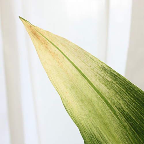 ハラン鉢植え：旭ハラン：葉先が白い模様の旭葉蘭 【伝統園芸植物】 : クロスリースタイル - 通販 - Yahoo!ショッピング