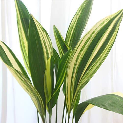 ハラン鉢植え:シマハラン:葉に白いストライプ模様の縞葉蘭 ハラン鉢植え:シマハラン:葉に白いストライプ模様の縞葉蘭