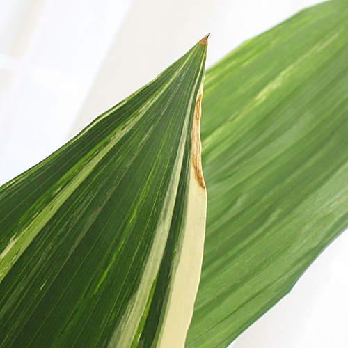ハラン鉢植え:シマハラン:葉に白いストライプ模様の縞葉蘭 ハラン鉢植え:シマハラン:葉に白いストライプ模様の縞葉蘭