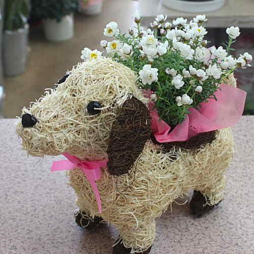 ヘリクリサム鉢植え 花かんざし 鉢植え お洒落なワンチャンバスケット付きでお届け Herikurisamu クロスリースタイル 通販 Yahoo ショッピング