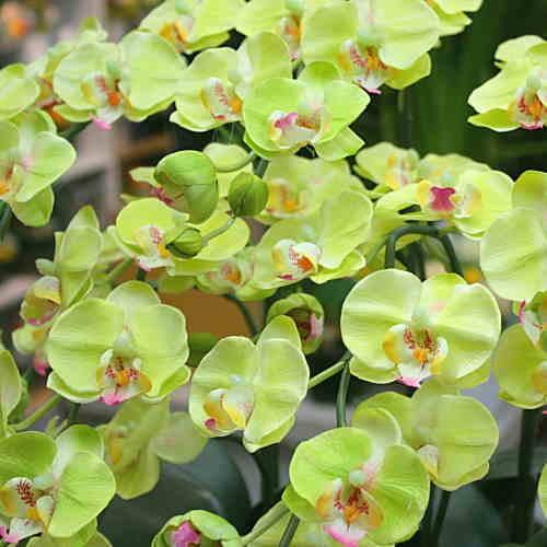 胡蝶蘭 ミディ系 緑色(グリーン)5本立て 光触媒加工(造花)S 胡蝶蘭 ミディ系 緑色(グリーン)5本立て 光触媒加工(造花)S