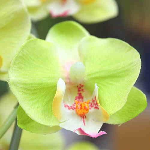 胡蝶蘭 ミディ系 緑色(グリーン)5本立て 光触媒加工(造花)S 胡蝶蘭 ミディ系 緑色(グリーン)5本立て 光触媒加工(造花)S