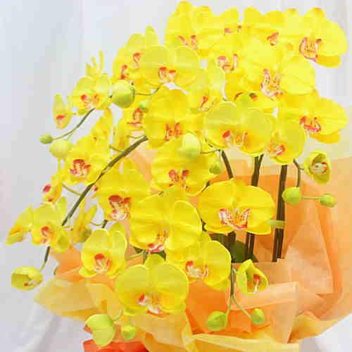 胡蝶蘭 黄色系 5本立て 光触媒加工（造花）Mサイズ : クロスリー